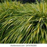 亚洲欧美成αv人在线看 1etiu7r5r