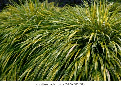 亚洲欧美成αv人在线看 亚洲欧美成αv人在线看