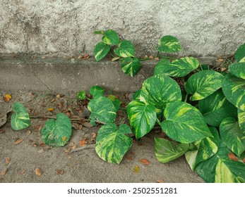 亚洲欧美国产综合第一区 亚洲欧美国产综合第一区