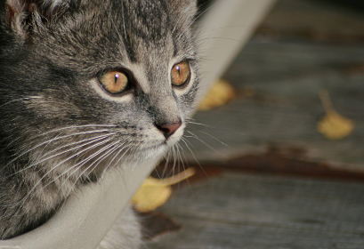 日本有码中文字幕第一页
