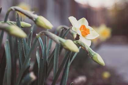 亲子餐厅漫画九妖最新更新时间及剧情解析 亲子餐厅漫画九妖最新更新时间及剧情解析